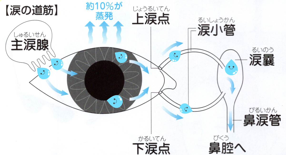 涙点